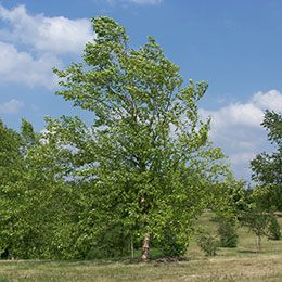 Birch,River